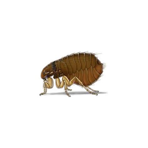 Flea Identification Habits And Behavior Active Pest Control Pest