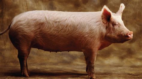 Tales Of Pig Intelligence Factory Farming And Humane Bacon The