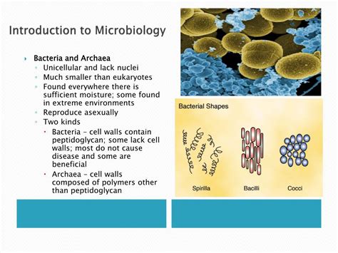 Ppt Microbiology For The Health Sciences Powerpoint Presentation