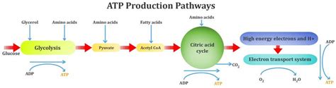 This means that oxygen is not used in the process. The Role Of Carbohydrate, Fat And Protein As Fuels For ...