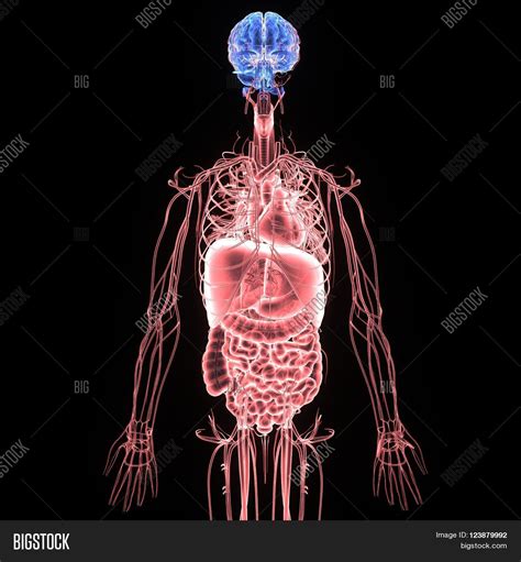 Human Body Entire Image And Photo Free Trial Bigstock