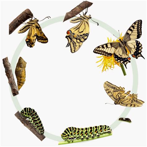 Life Science Life Cycles Complete And Incomplete Metamorphosis Quiz