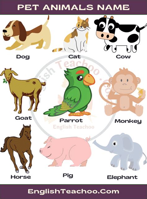 Pet Animals Name List Of Pets Animal In English With Pictures