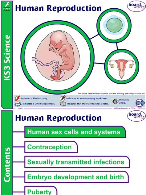 Human Reproduction Birth Control Sexual Reproduction