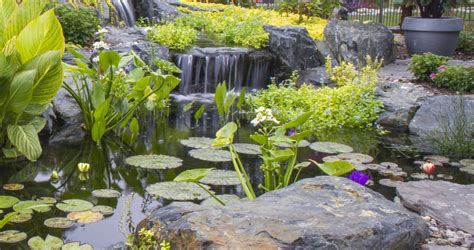 Marsh plants (zone 2) and water plants (zone 3) grow in the water. Small Plants For Small Ponds | Natural Impressions
