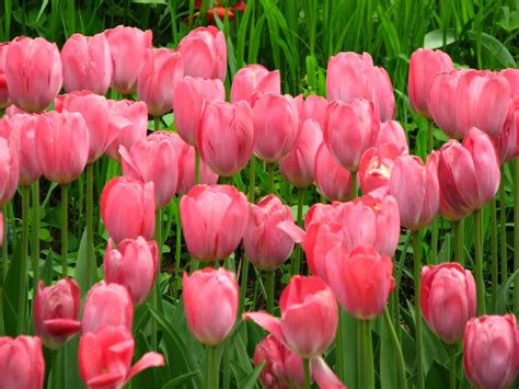 Free Download Soft Pink Tulips Hd Desktop Wallpaper Widescreen High