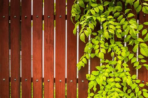 Backyard Privacy Ideas For Home And Garden With Photos 2022