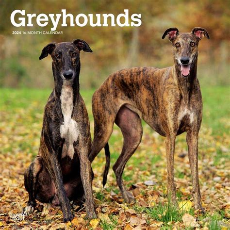 Greyhound Calendar 2024 