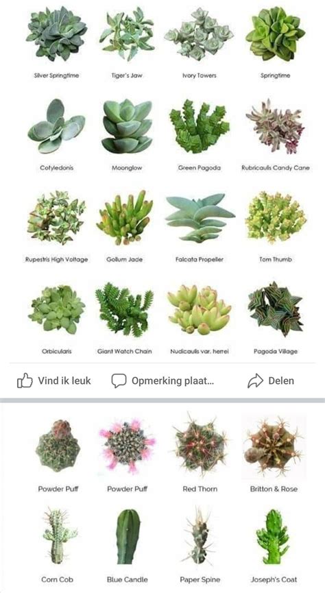 Pin By Cj Epperson Peters On Gardening In 2020 Types Of Succulents