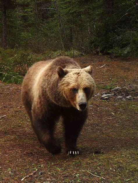 Nicholas Goldberg Why Make The Grizzly Bear Californias State Animal