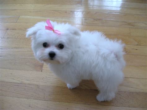 cute puppy dogs maltese puppies