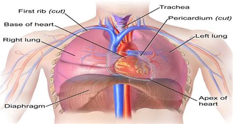 The thoracic enlargement decreases intrathoracic pressure. Thoracic Cavity - Anatomy | Organs | Functions | 8 Types ...