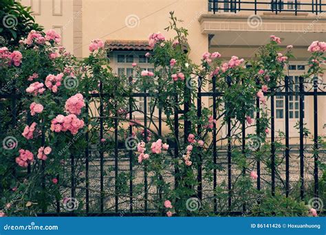 Climbing Roses Trellis Beautiful Fence Front Of House Stock Photo