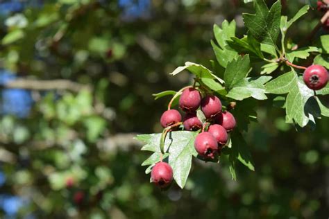 Hawthorn Berries On Tree Closeup Sustainable Yum