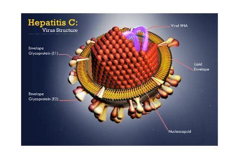 Hepatit c özellikle karaciğeri etkileyen bir enfeksiyondur ve hastalığa hepatit c virüsü (hcv) sebep olur. Hepatitis C Virus, Illustration Posters by Science Source ...