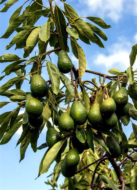 Avocado trees do well with soil that is low salinity and has plenty of drainages. How to grow Avocado Tree | Growing an Avocado tree in ...