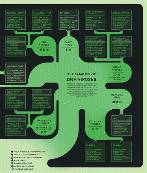 Viruses And Vaccines A Basic Flowchart Of Viral Families American