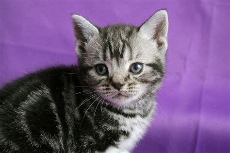 Kitten Album 1 Silver Shorthairs