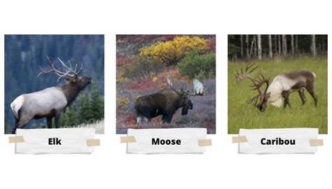 Differences Between Elk Reindeer Moose And Caribou