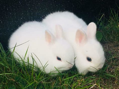 With a couple rare exceptions, the rabbit's bodies are entirely normally eye color comes from the iris. Lovely Beautiful pure blue eyed white netherland dwarf ...