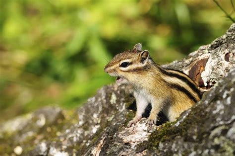 The Chipmunks You Dont Want To Hear Sing
