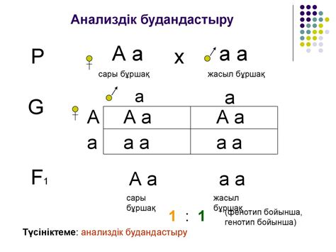 Тұқым қуалаушылықтың заңдылықтарын чех ғалымы г. Генетика пәні. Моногибридті, дигибридті, полигибридті ...