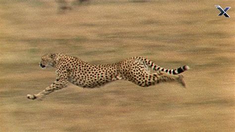 Fastest Animal In The World