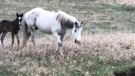 Wild Horses And Foal April 2019 Trnp Nd Youtube