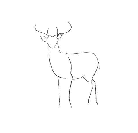 How To Draw A Deer Easy Step By Step With Pictures Artofit