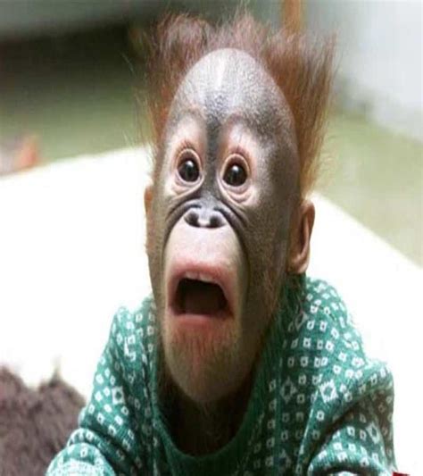 20 Animals Making Some Seriously Crazy Faces Page 3 Of 5