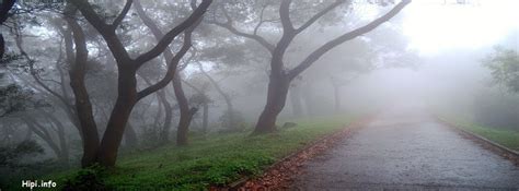 Foggy Road Trees Facebook Covers Free