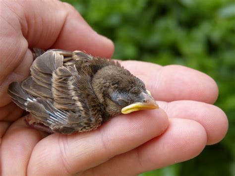 Vogel Bild Spatz Vogel Baby