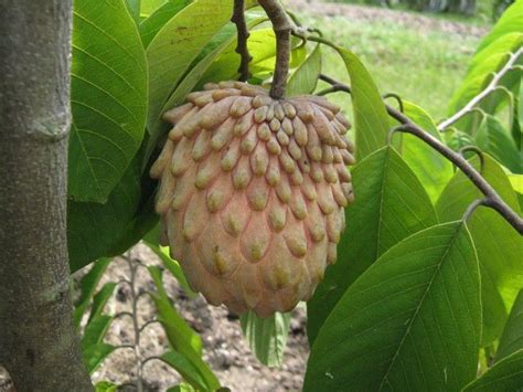 Alex silber of papaya tree nursery in granada hills california shows you how to prune your cherimoya tree for controll. Atemoya is a hybrid of Sugar apple (Annona squamosa) and ...