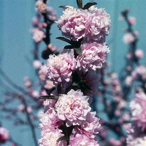 Find photos of flowering almond. Double Pink Dwarf Flowering Almond 'Rosea Plena' (Prunus ...