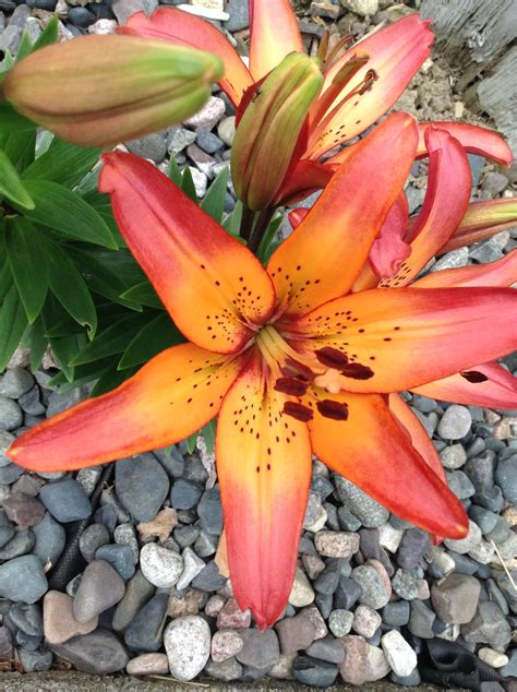 My Royal Sunset Lily💕💛 Lily Gardening Sunset Fruit Favorite