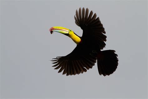 Filekeel Billed Toucan Flying Wikimedia Commons
