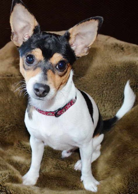 We welcome you to visit us to see our available basset hound puppies for sale in westchester. Fox Terrier Chihuahua Mix For Sale | PETSIDI