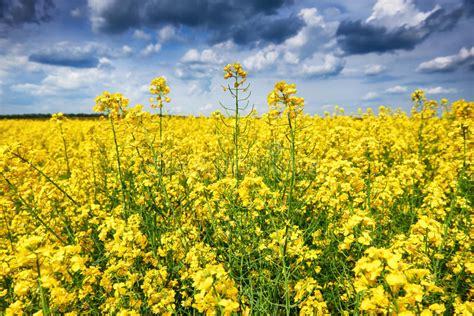 Rapeseed Yellow Flower Field Beautiful Spring Landscape Stock Photo