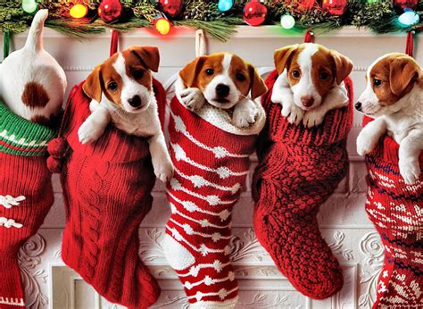 Christmas Puppies Wallpapers Top Free Christmas Puppies Backgrounds