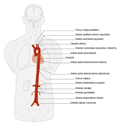 Aorta Wikipedia La Enciclopedia Libre