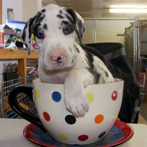 Maybe you would like to learn more about one of these? Great Dane Puppy Pictures: Because We Can