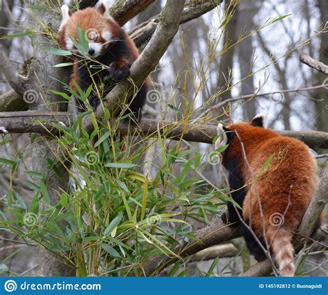 Two Red Pandas On A Tree Eat Bamboo Stock Photo Image Of Mammal