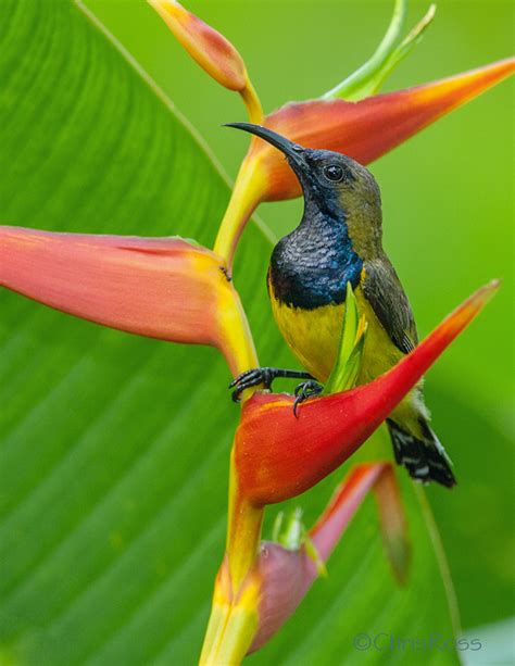 The under parts of both male and female are bright yellow and the backs are a dull brown colour. Olive Backed Sunbird