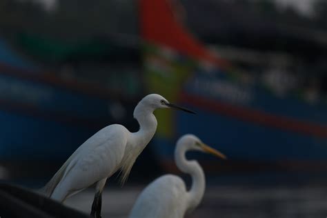 Crane Birds In The River Free Image By Manu On