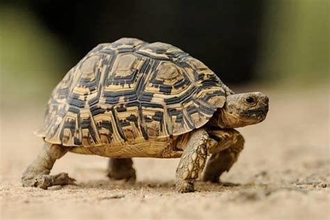 If you are planning to keep your tortoise indoors, then you should also consider adding in a substrate when choosing a good substrate for your tortoise will require to consider a lot of things, such as if it is good for your pet's health, if it can hold humidity or. Creatures Great & Small: Leopard Tortoise | Conservation ...