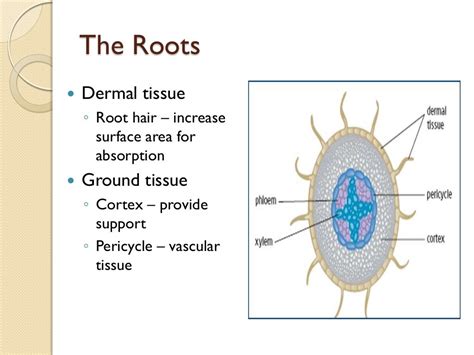 05 Plant Cells Tissues And Organs