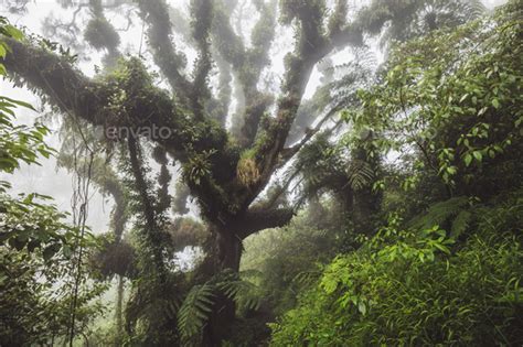 Mystical Forest Huge Old Tree Covered With Fern And Plant Parasite In