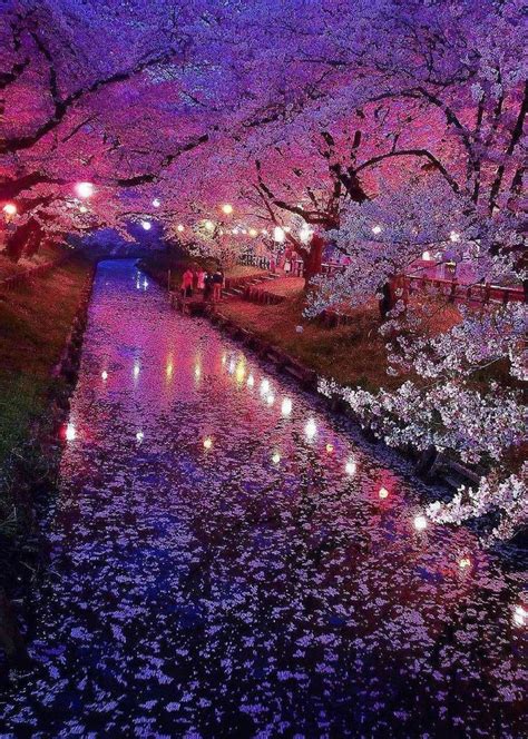Cherry Blossom Japan Beautiful Landscapes Nature