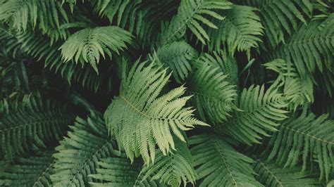 Green Plant Aesthetic Wallpapers On Wallpaperdog