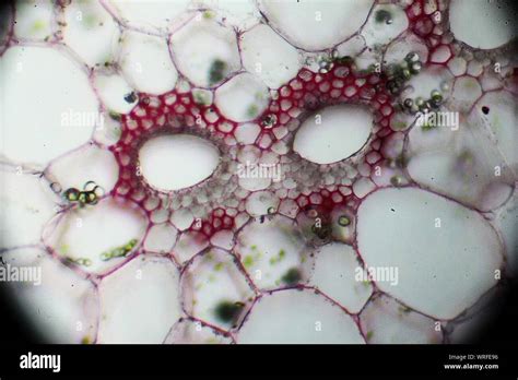 Vascular Bundle High Resolution Stock Photography And Images Alamy